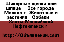 Шикарные щенки пом шпица  - Все города, Москва г. Животные и растения » Собаки   . Ханты-Мансийский,Нефтеюганск г.